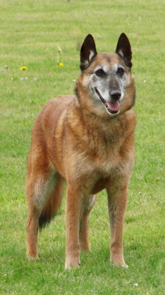 De La Bergerie Des Bons Soins - Belfast Rebelle du Crépuscule des Loups, Championne de France VETERAN