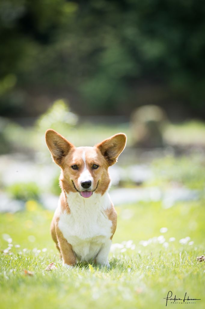 De La Bergerie Des Bons Soins - Nationale d'Elevage Corgi Club de France. Angers 2018