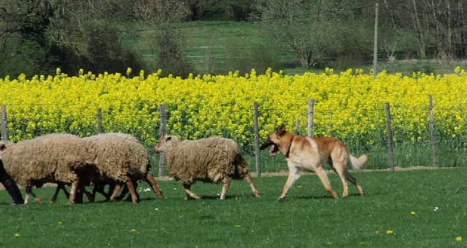 De La Bergerie Des Bons Soins - Calendrier des stages troupeaux MARS AVRIL MAI JUIN 2015