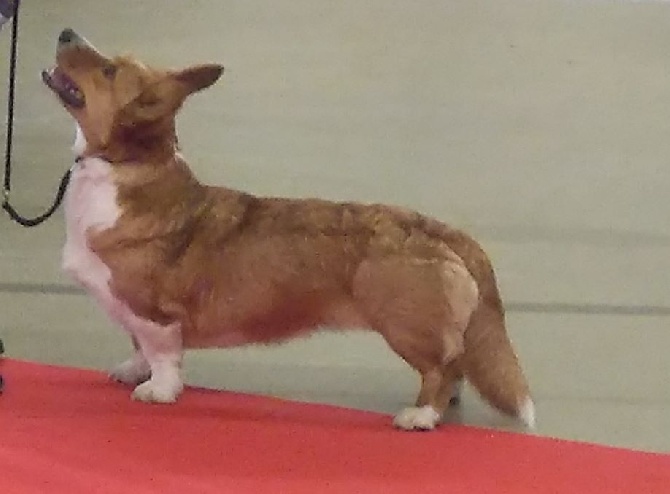 De La Bergerie Des Bons Soins - Hipikoa of Saint Hilaire's Park à la Spé Corgi du Paris Dog Show