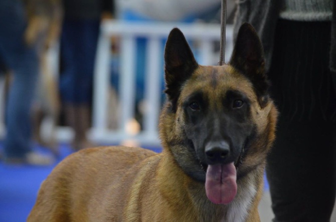 De La Bergerie Des Bons Soins - Spéciale CFCBB Paris Dog Show le 7 Janvier 2017