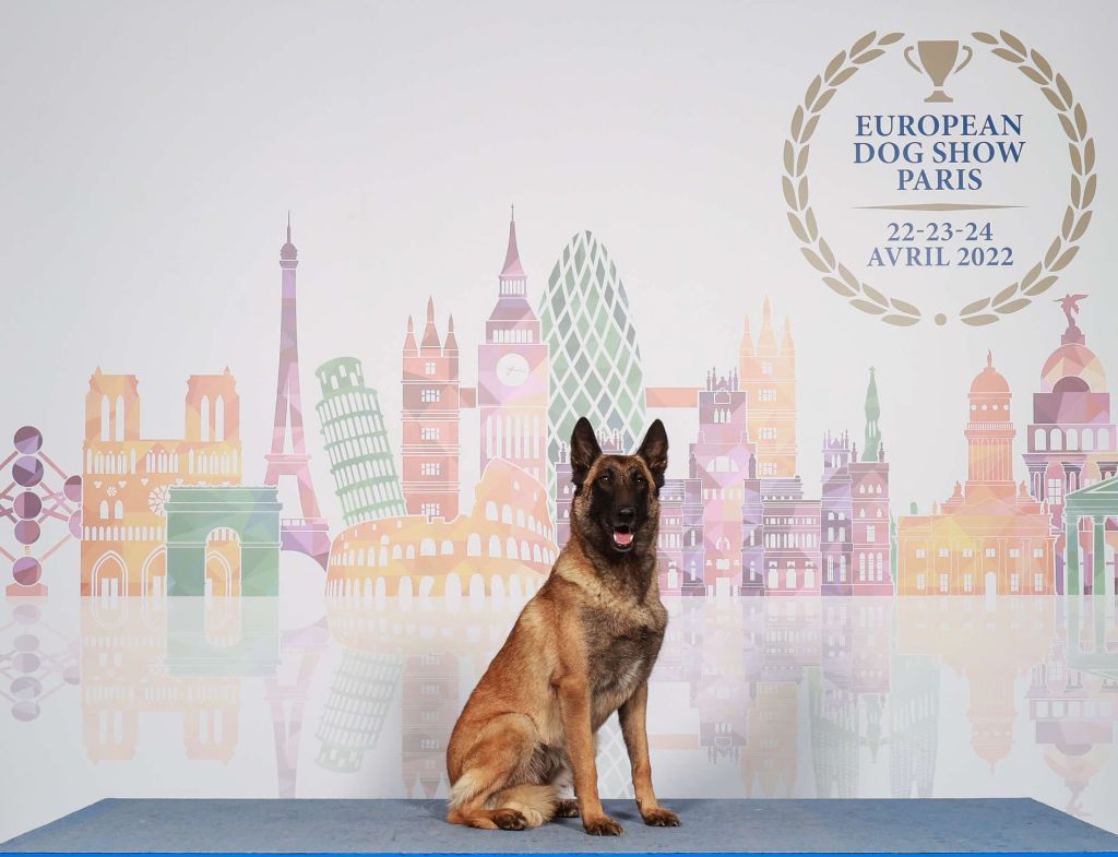 De La Bergerie Des Bons Soins - European Dog Show: Obladi BdBS est Vice-Championne d'Europe 