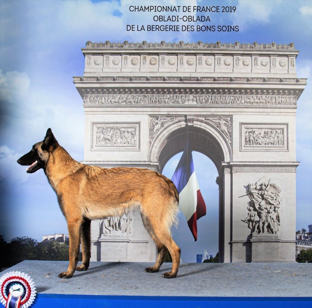 De La Bergerie Des Bons Soins - Championnat de France des Chiens de Race. Paris 2019