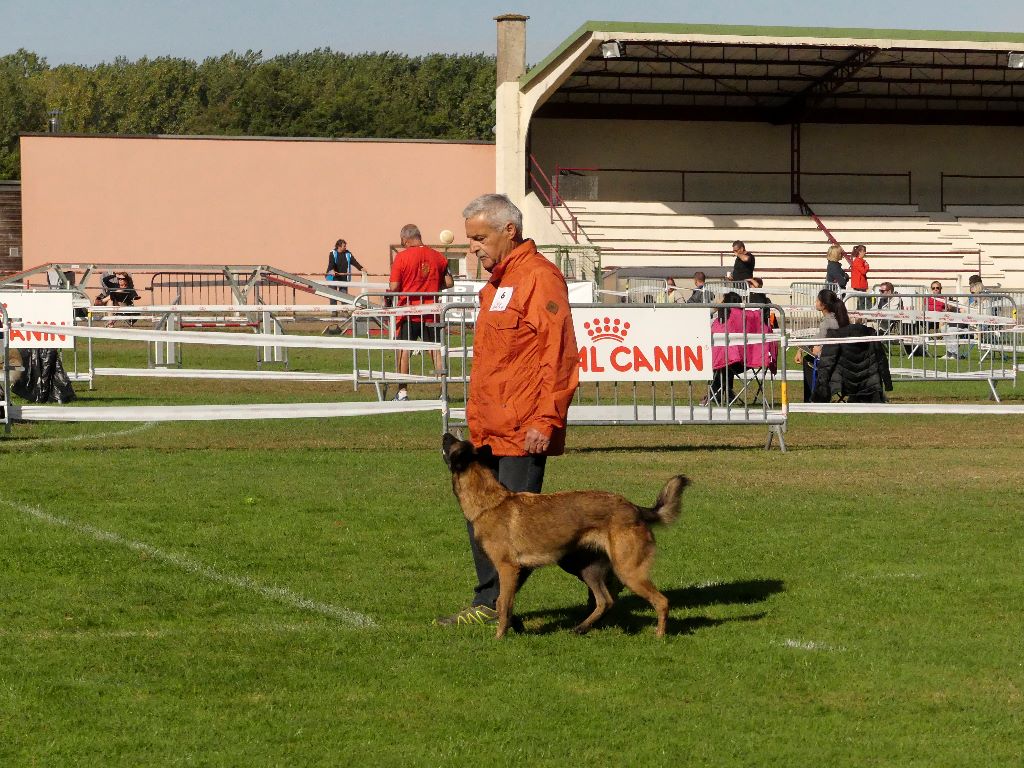 De La Bergerie Des Bons Soins - Lika 2e au Grand Prix d'OB Marcel Racques NE CFCBB 2018