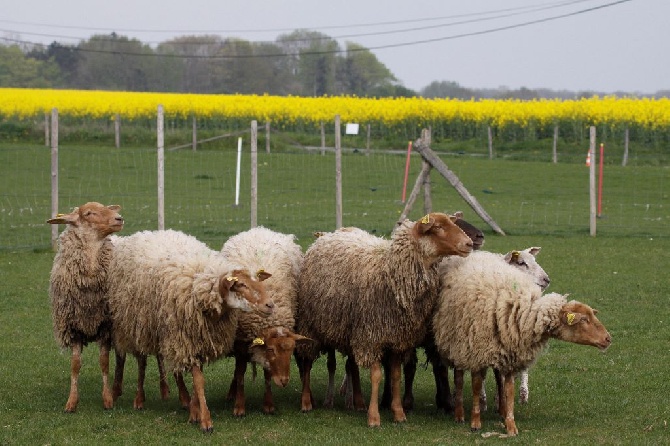 De La Bergerie Des Bons Soins - STAGES TROUPEAU Automne Hiver 2015