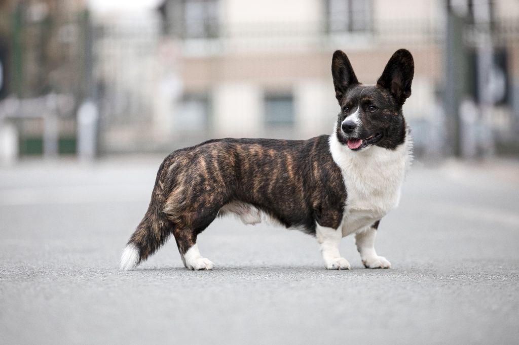 CH. Sr sir sherlock De La Bergerie Des Bons Soins