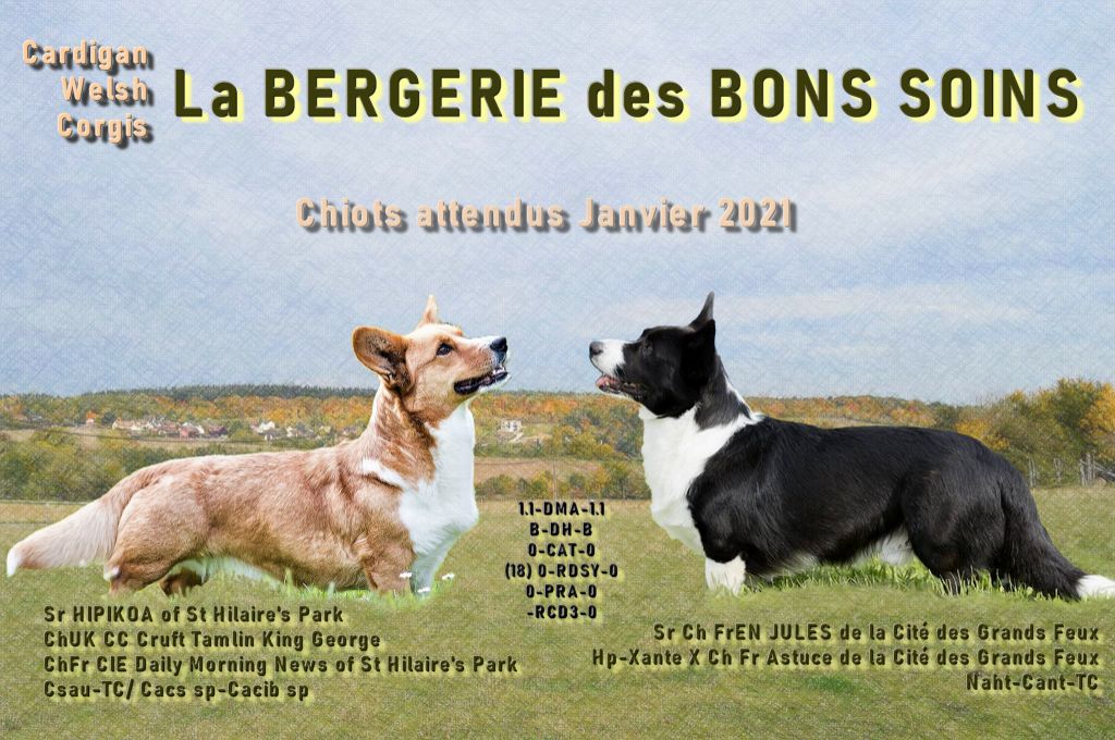 chiot Welsh Corgi Cardigan De La Bergerie Des Bons Soins