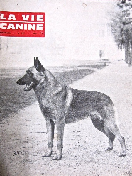 Race de chien : Berger belge malinois - Tout Chien le Magazine