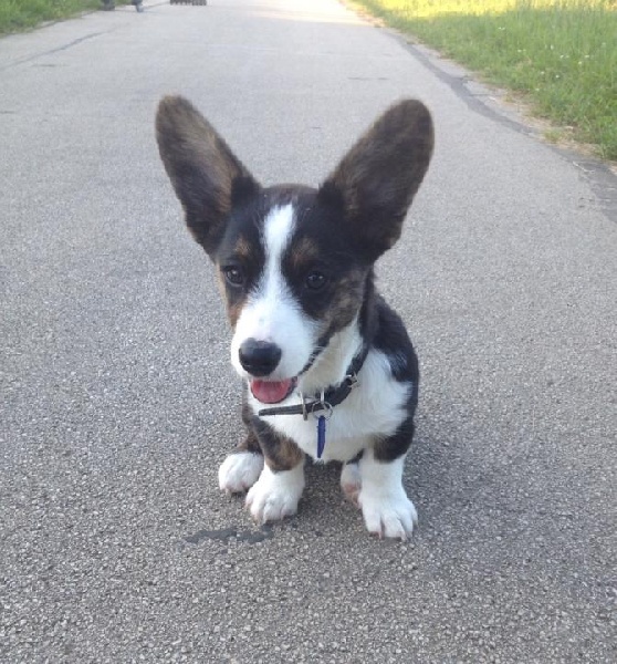 Mascotte dite mèl De La Bergerie Des Bons Soins
