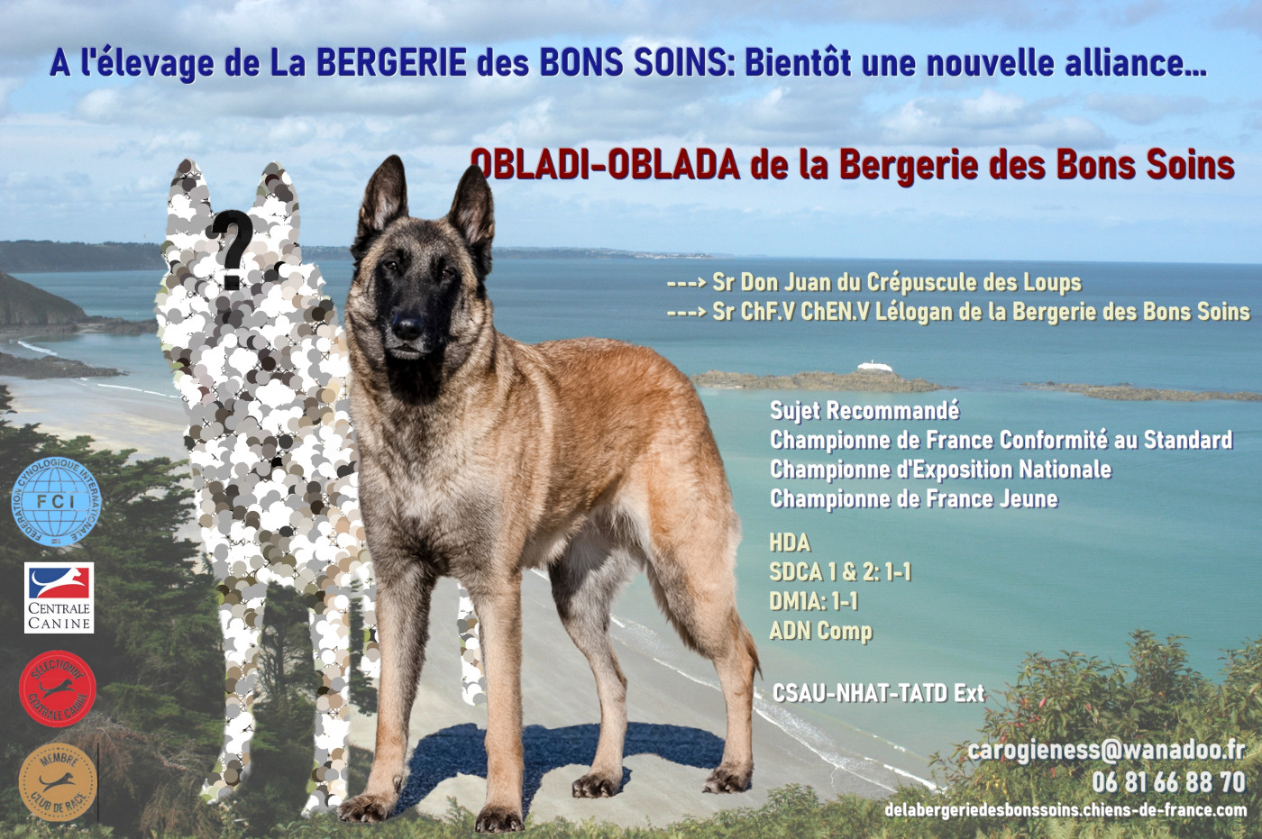 De La Bergerie Des Bons Soins - Chiots attendus pour le Printemps 2026.