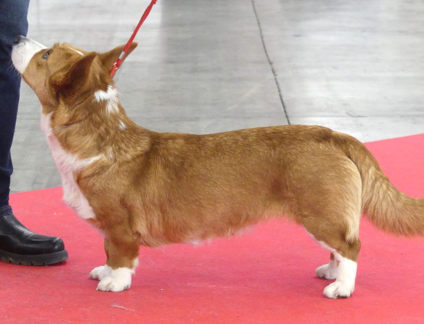 Cacs/Cacib et BOS à la Spéciale CHCF du Paris Dog Show pour Ulotte!