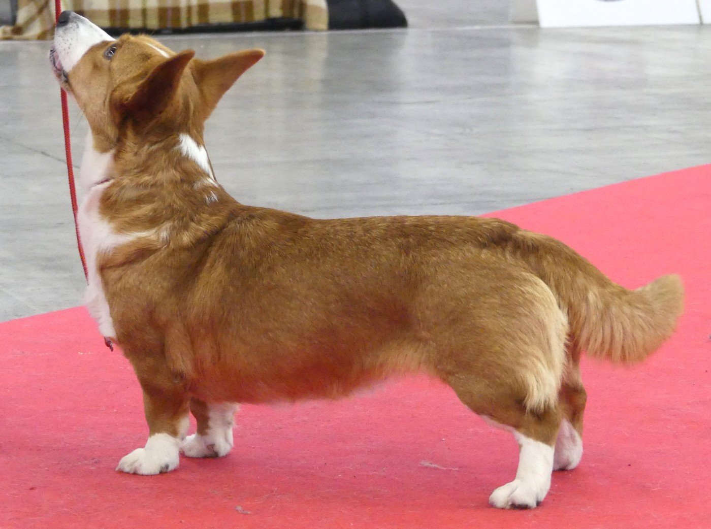 Cacs/Cacib et BOS à la Spéciale CHCF du Paris Dog Show pour Ulotte!