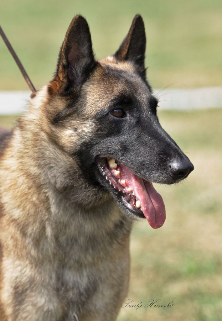 De La Bergerie Des Bons Soins - Sakuna sélectionnée au Concours Général Agricole