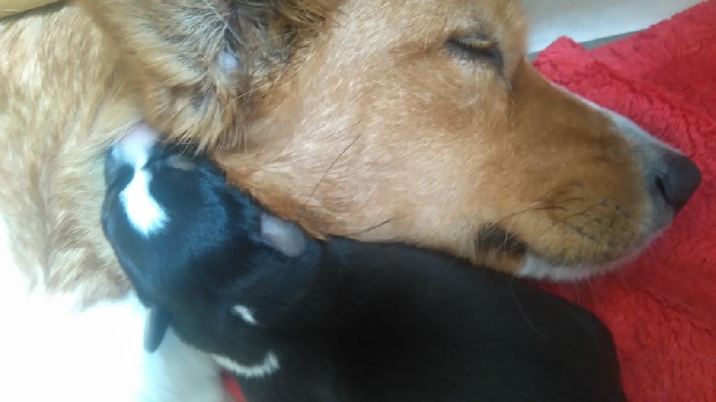 De La Bergerie Des Bons Soins - Welsh Corgi Cardigan - Portée née le 26/03/2016
